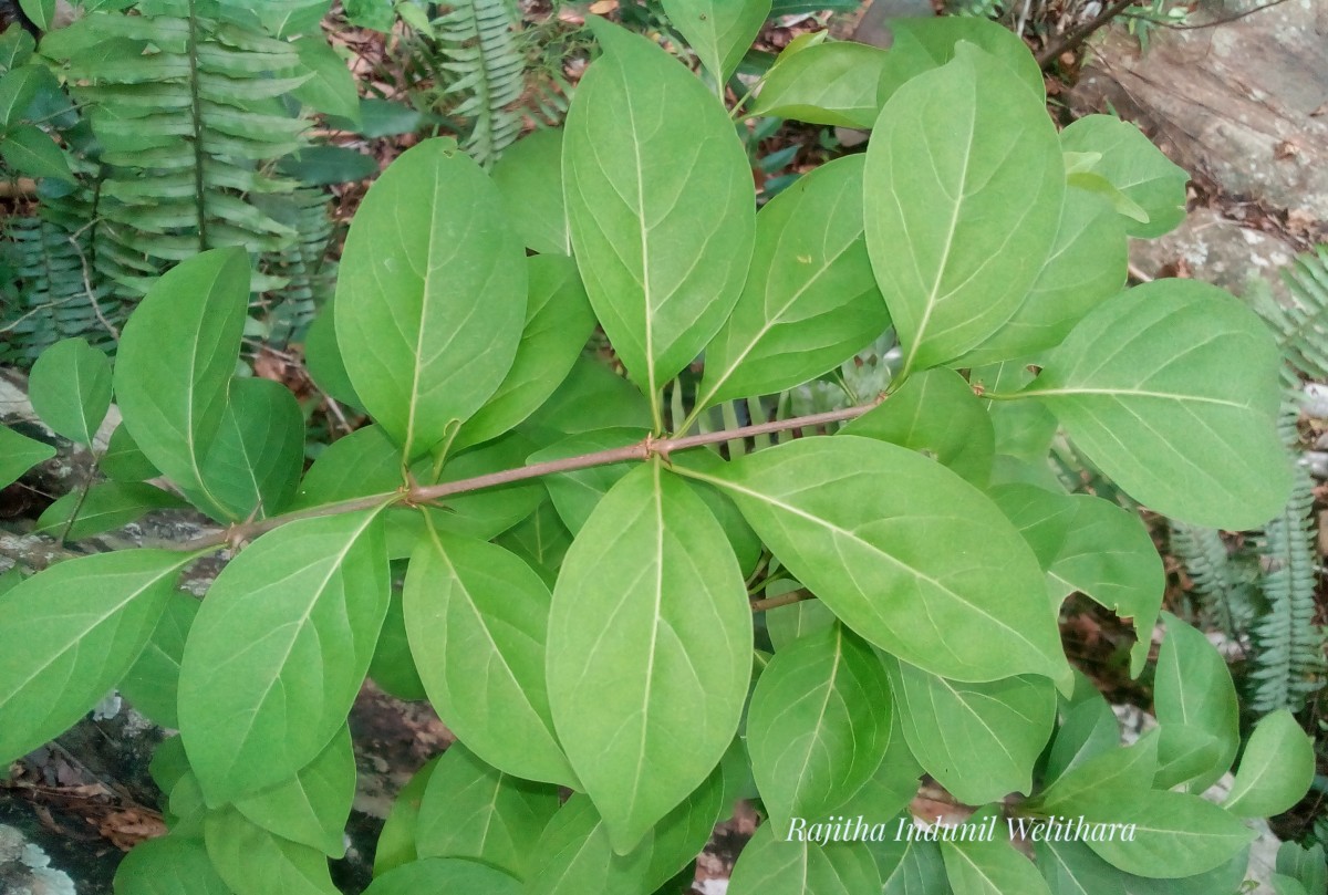 Canthium coromandelicum (Burm.f.) Alston